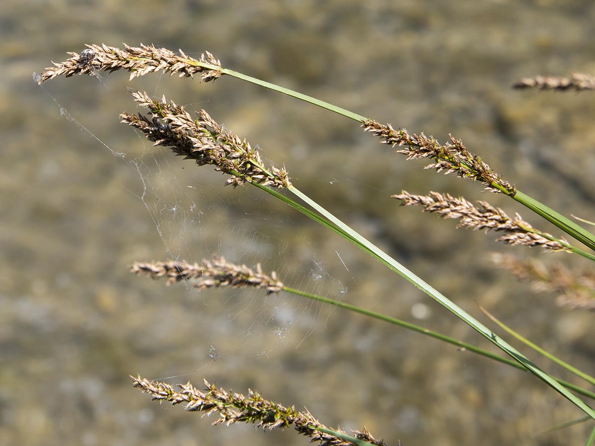 Carex paniculata